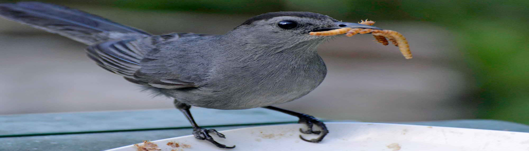 bird food