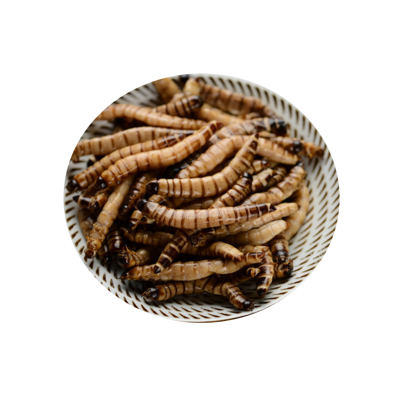 Fresh Superworms