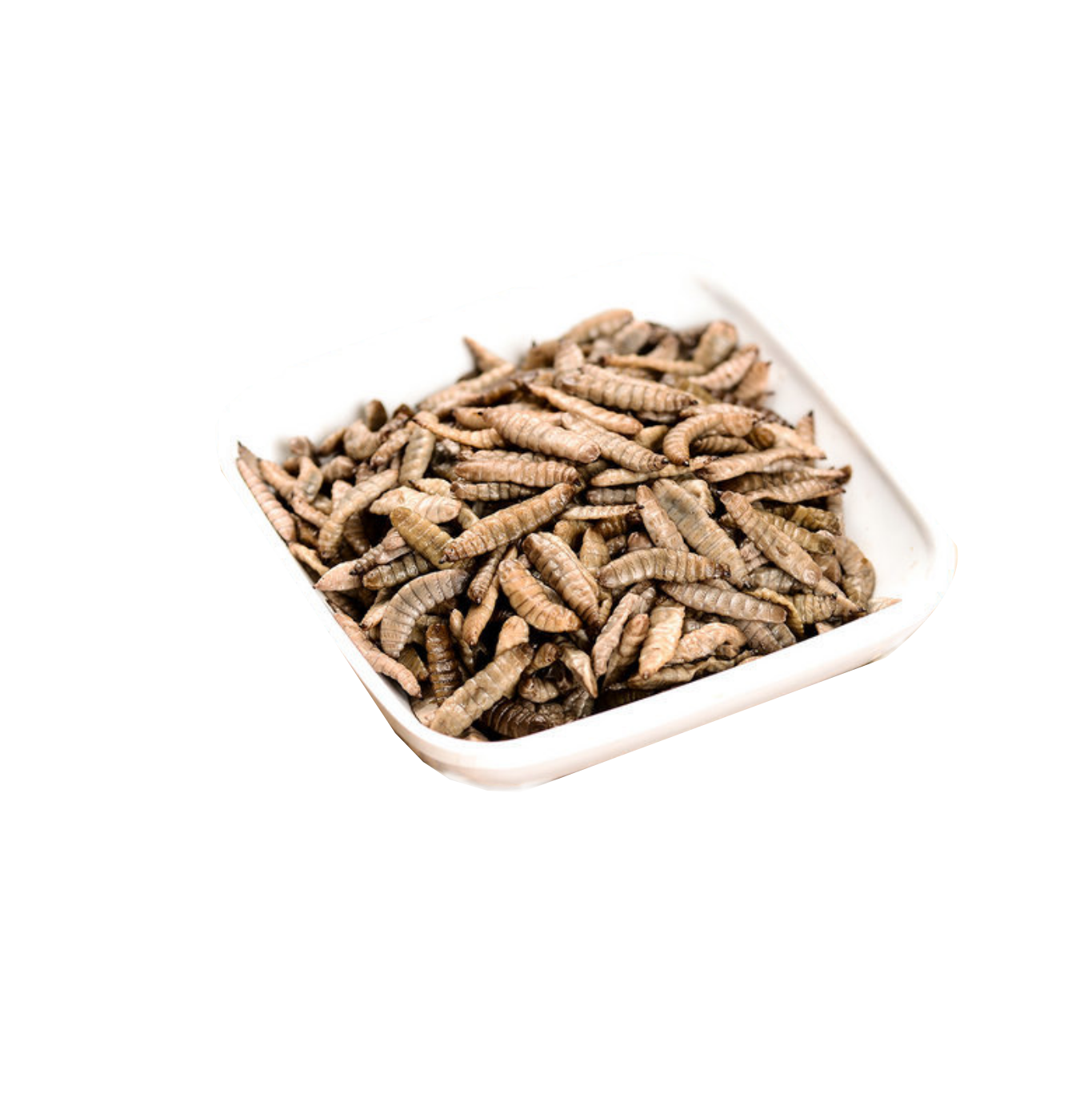 Fresh Black Soldier Fly Larvae