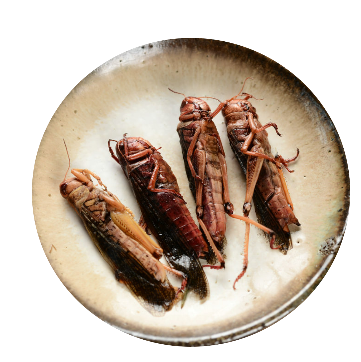Fresh Grasshoppers