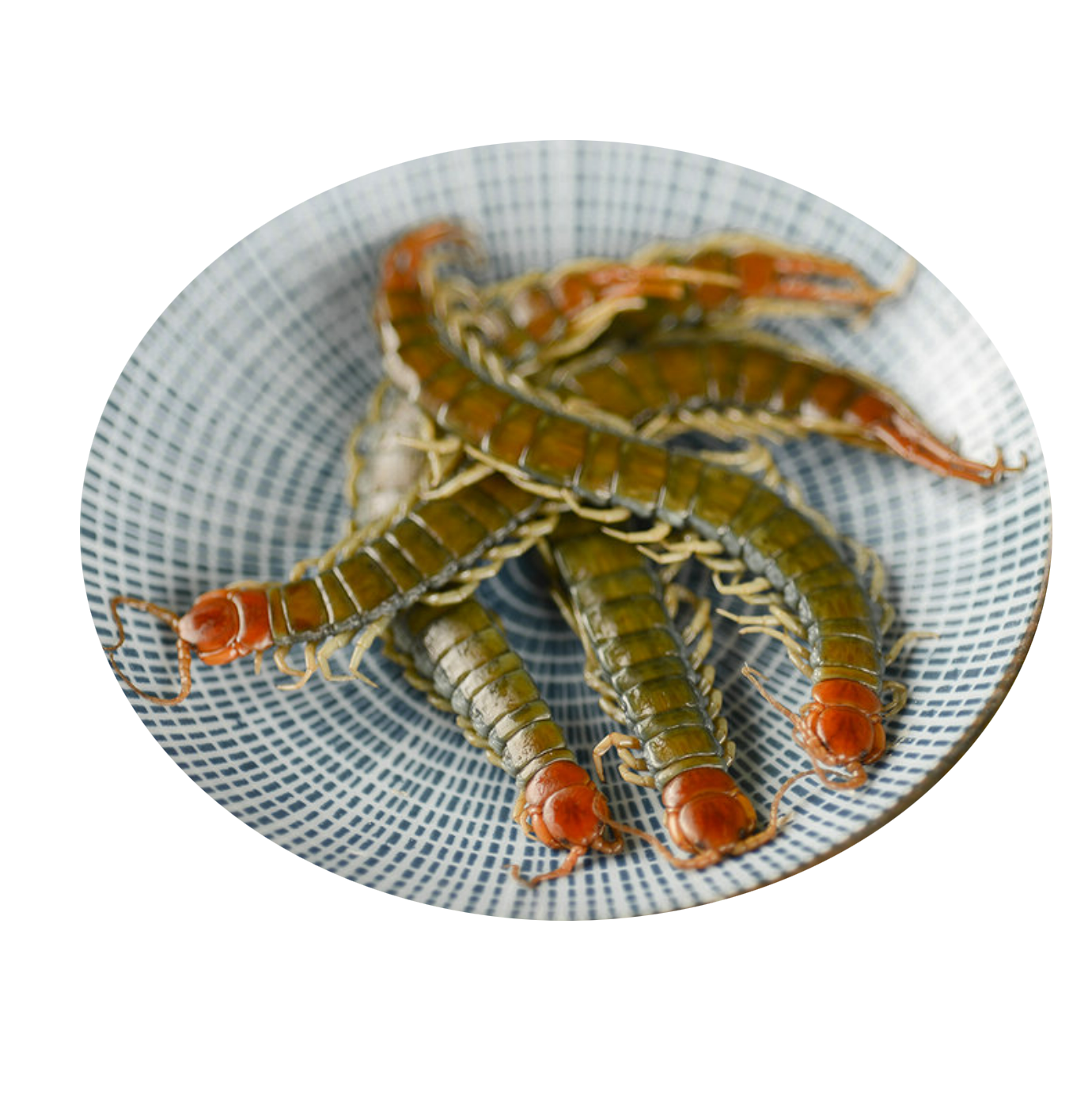 Fresh Centipede