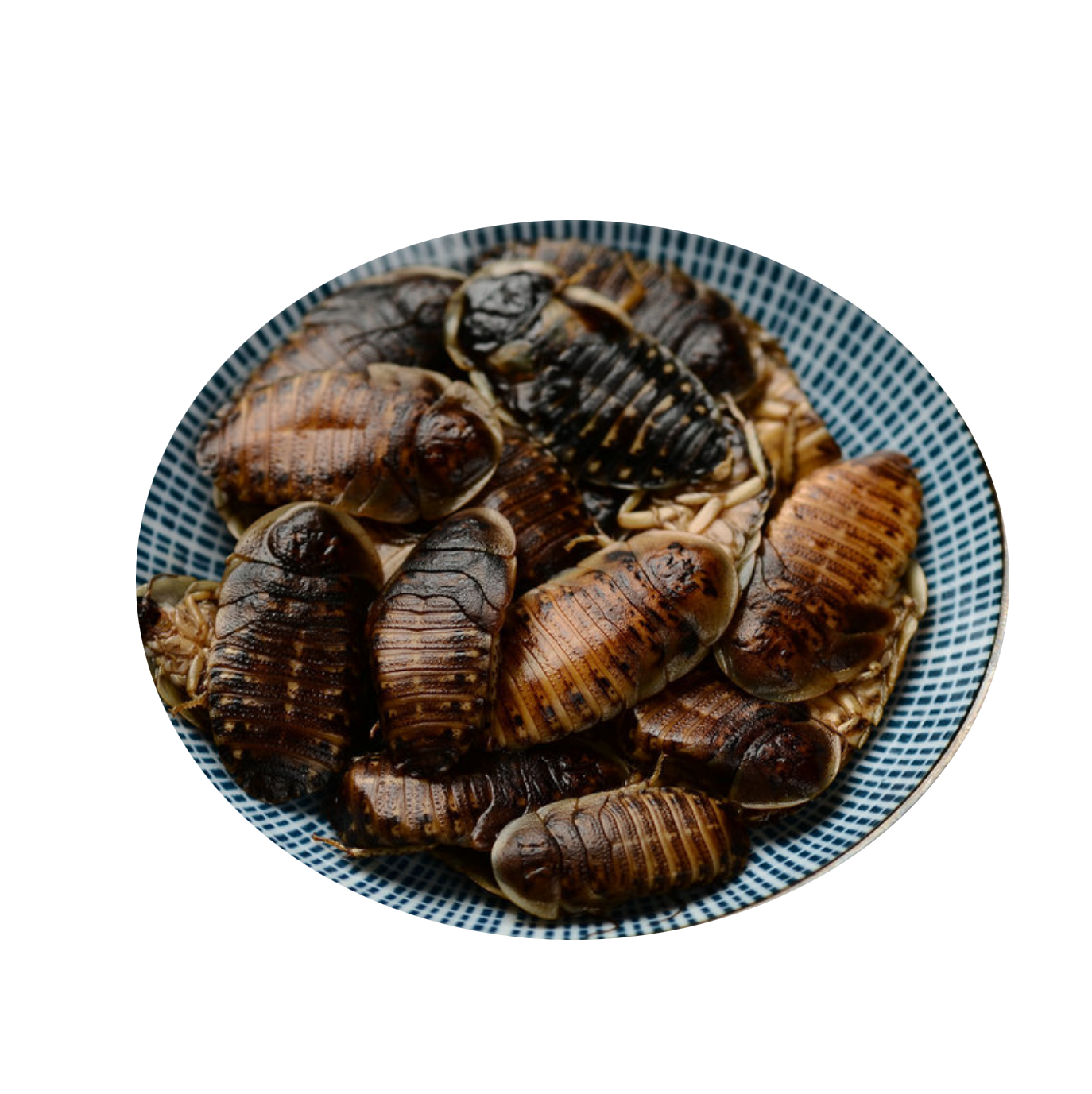 Fresh Cockroach