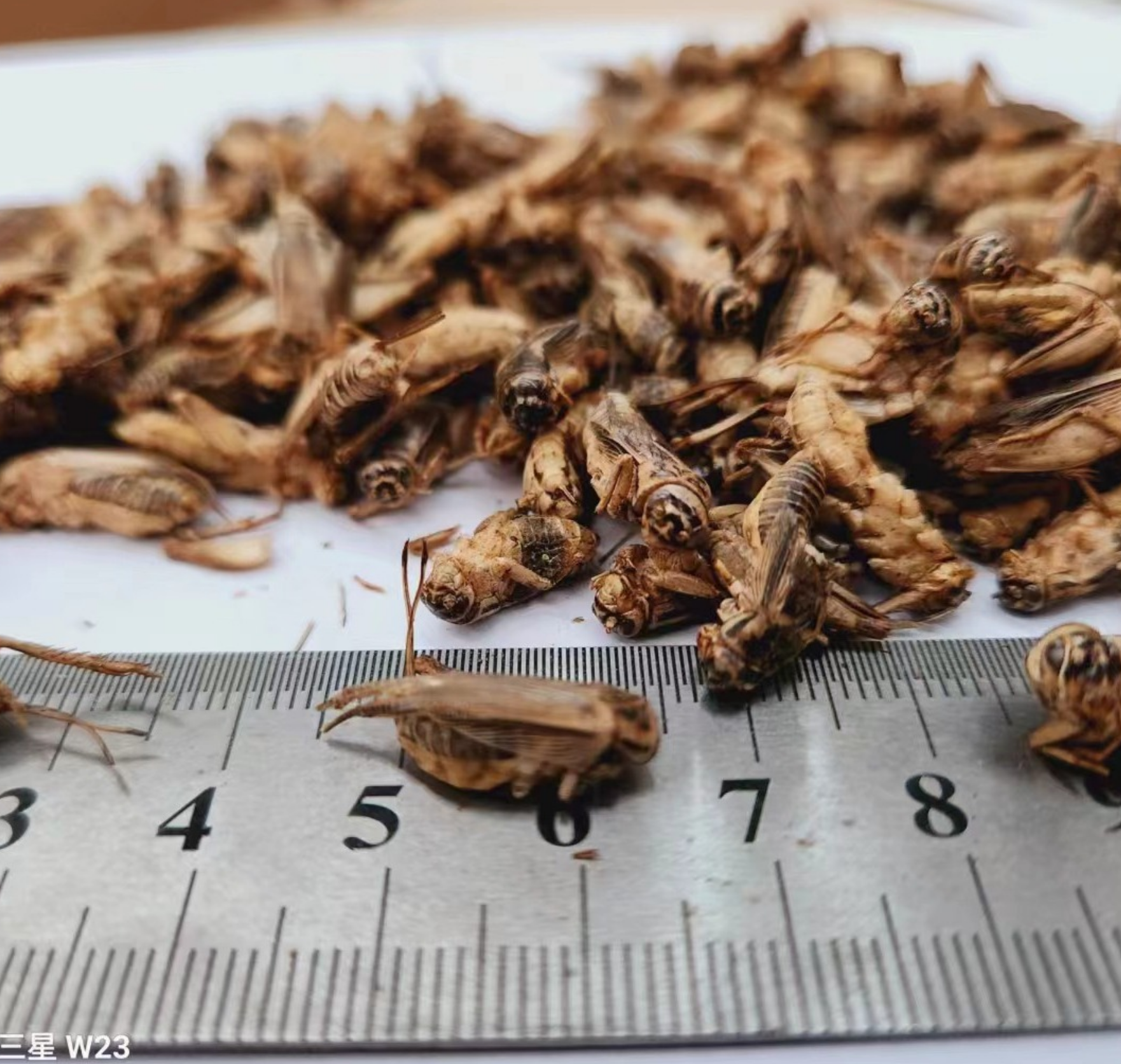 Freeze Dried Crickets