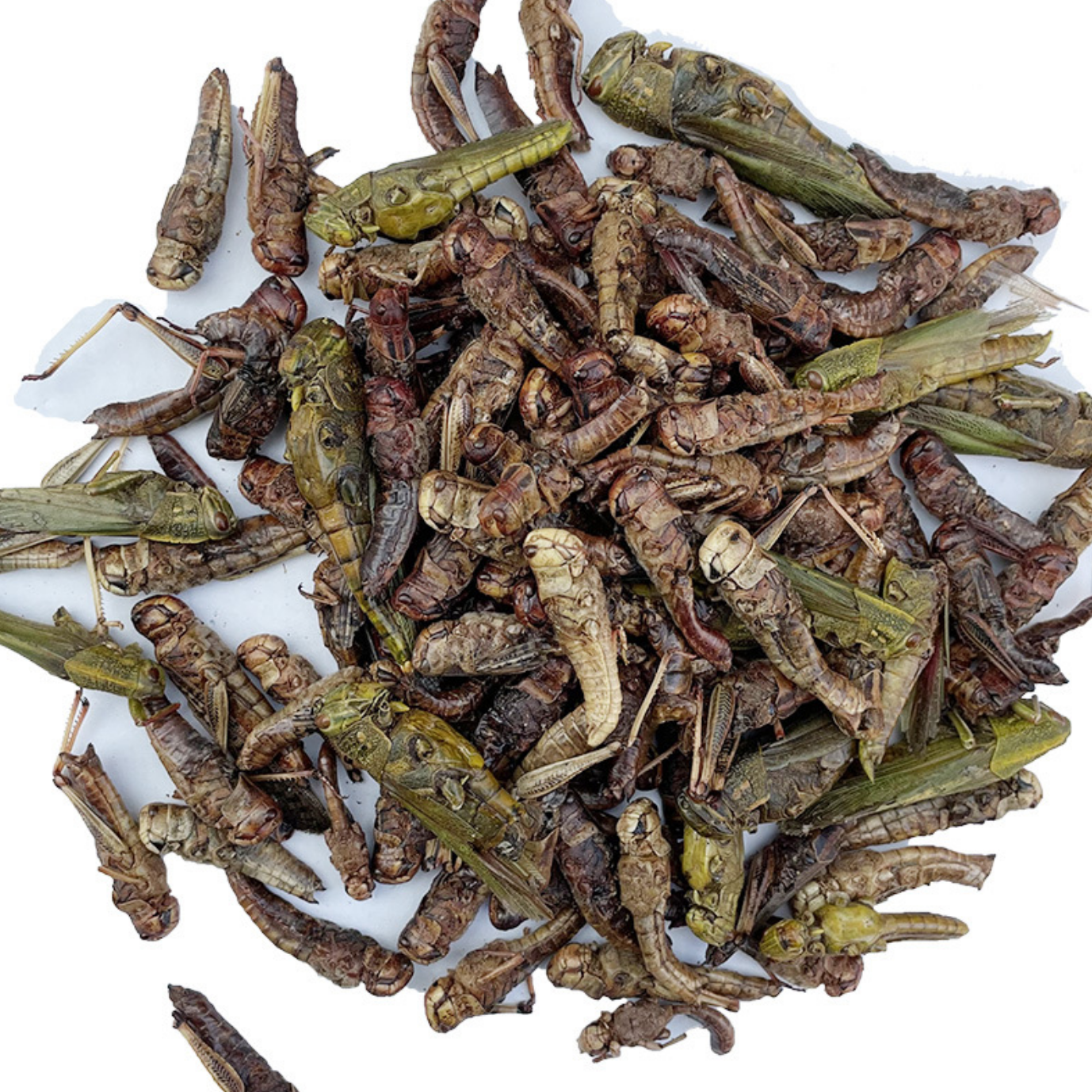 Sun Dried Grasshopper