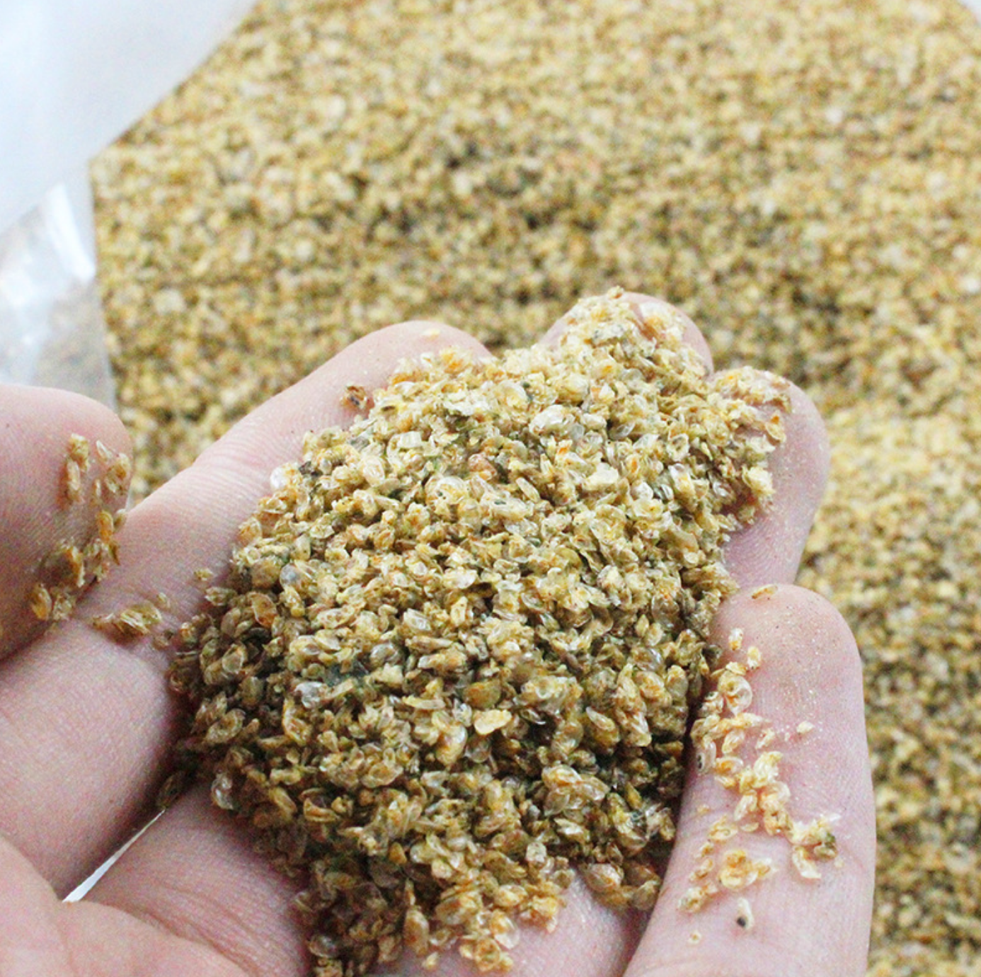 Sun Dried Daphnia