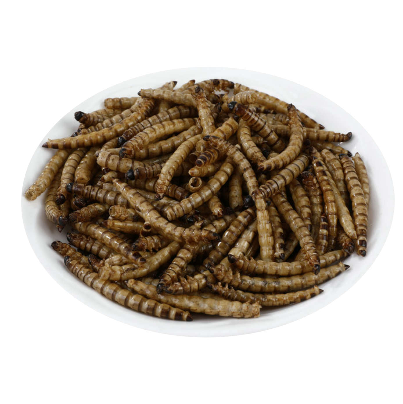 Microwave Dried Superworms