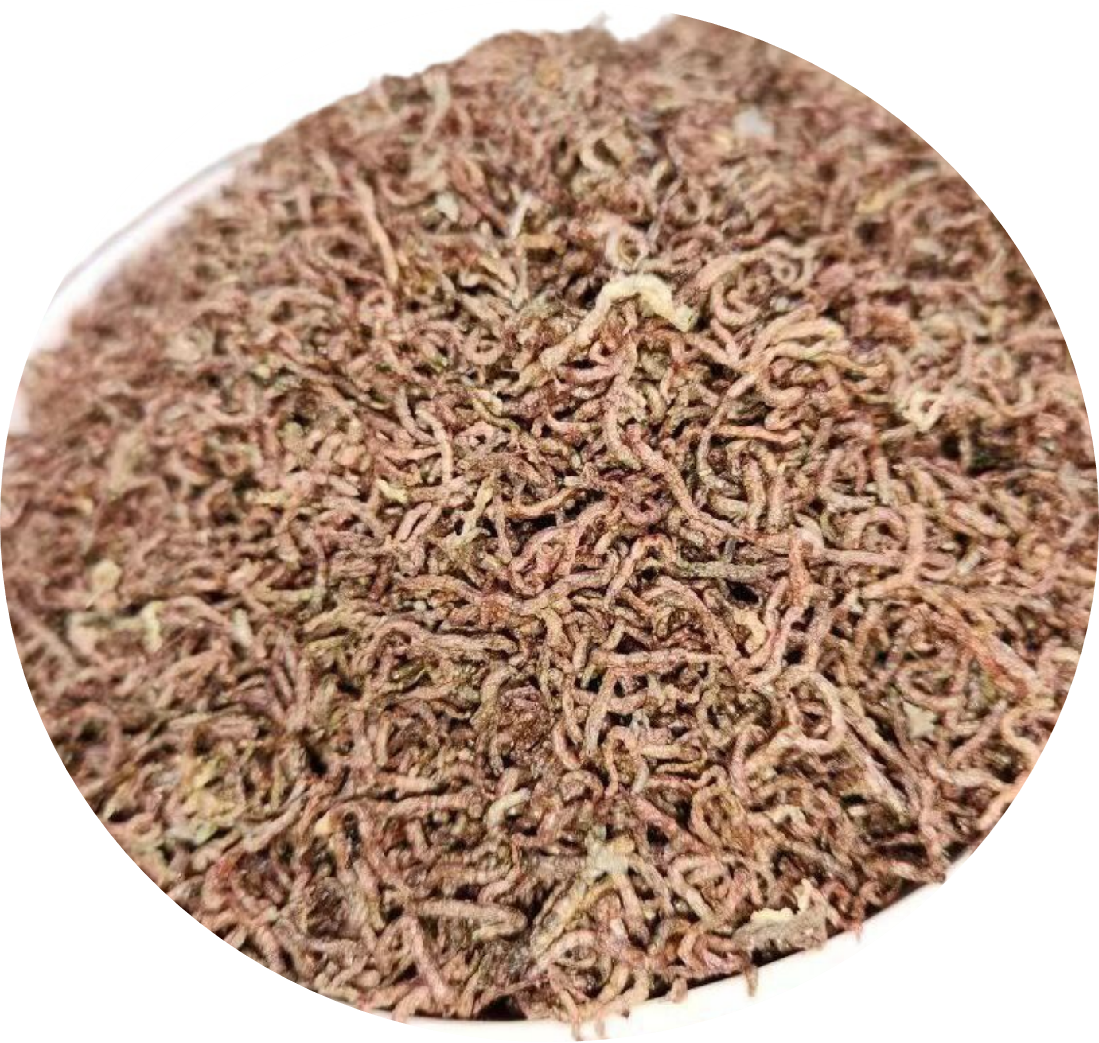 Freeze Dried Bloodworms