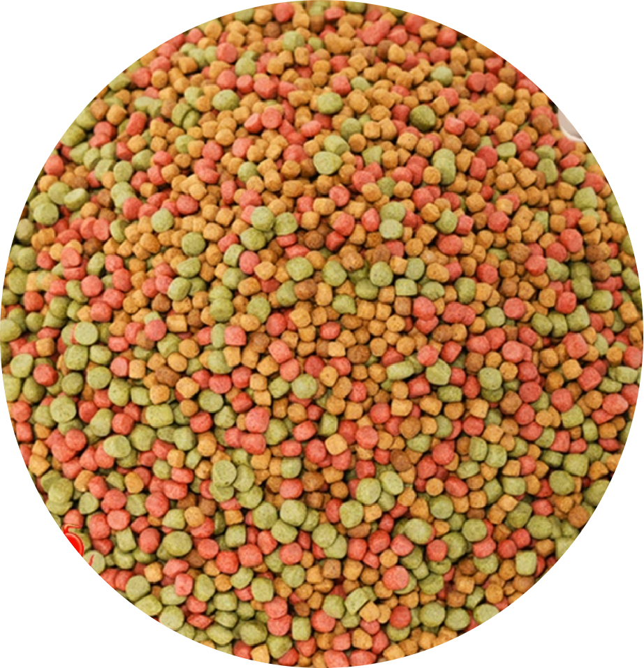 Specialized Feed for Small Ornamental Fish