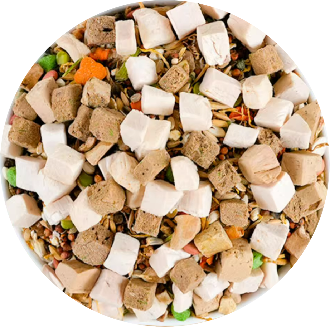 Nutritional Food for Hamsters