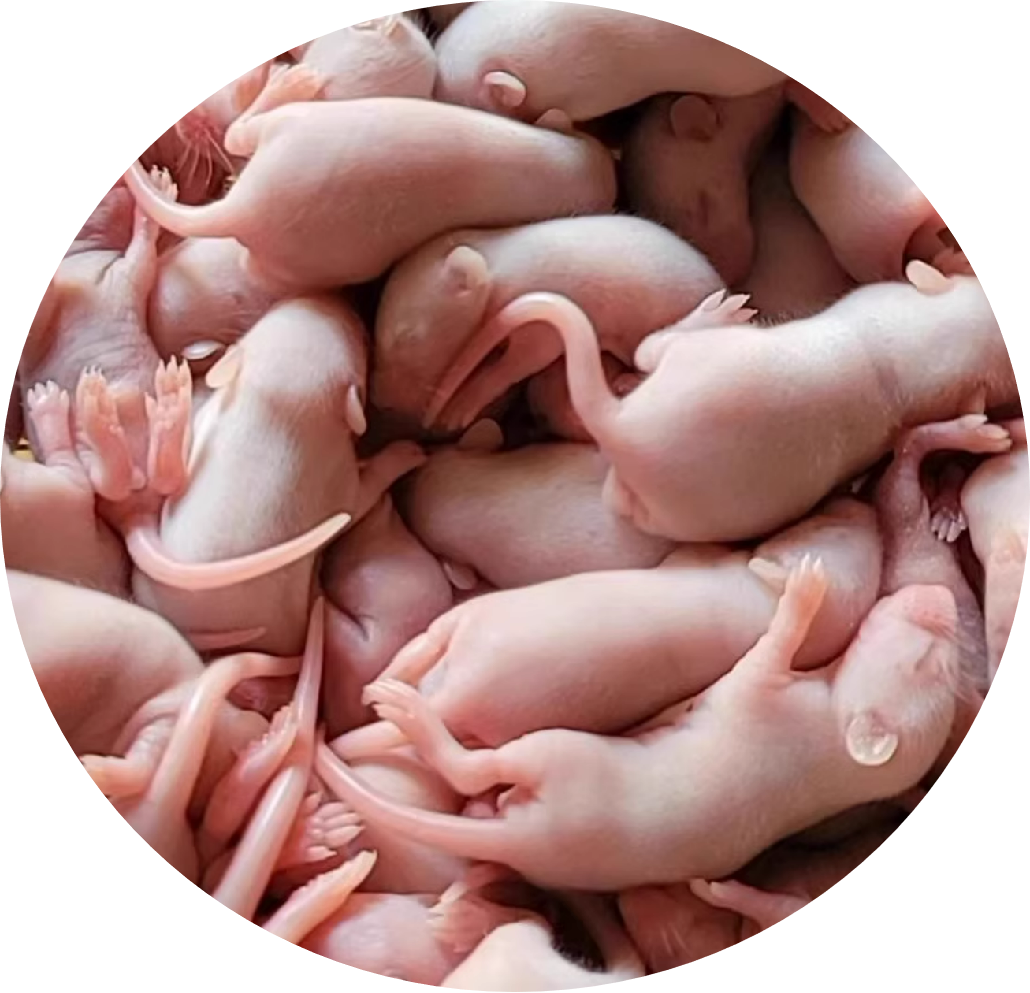 Frozen Pinky Mice for Snake