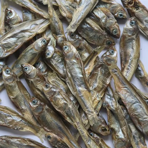 SD river fish3-5cm