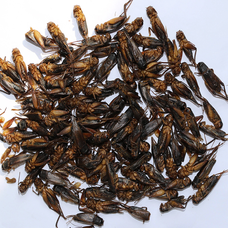 SD crickets