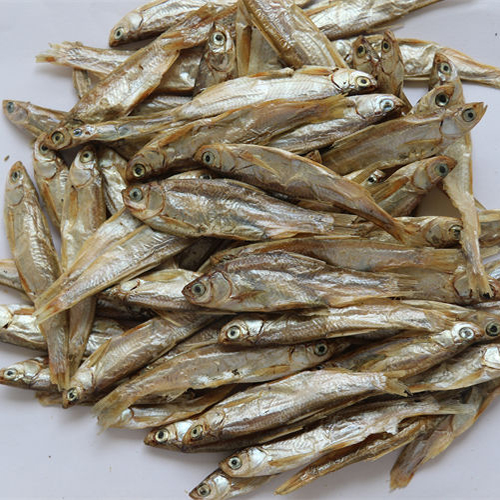 SD river fish4-7cm