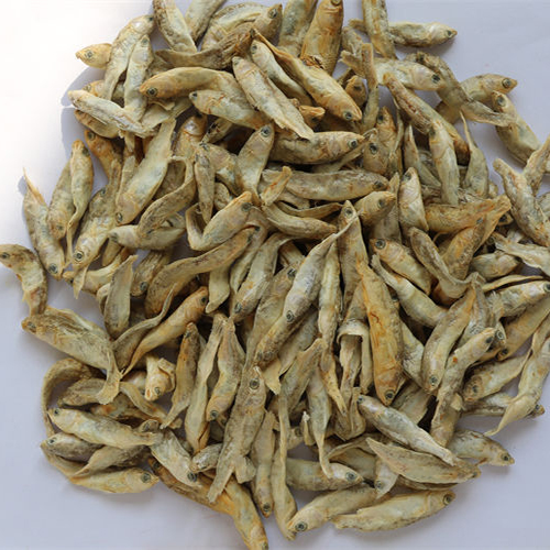 FD river fish